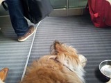Auf der Zugfahrt zu Bolle, Félice total entspannt