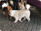 für die Zweibeiner gab es viele Leckereien