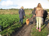 auf dem gemeinsamen Spaziergang hatten die Hunde trotz sooo vielen Zwei und Vierbeinern...