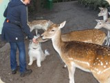 Leckerchen im Wildpark morgens um 8:00 Uhr